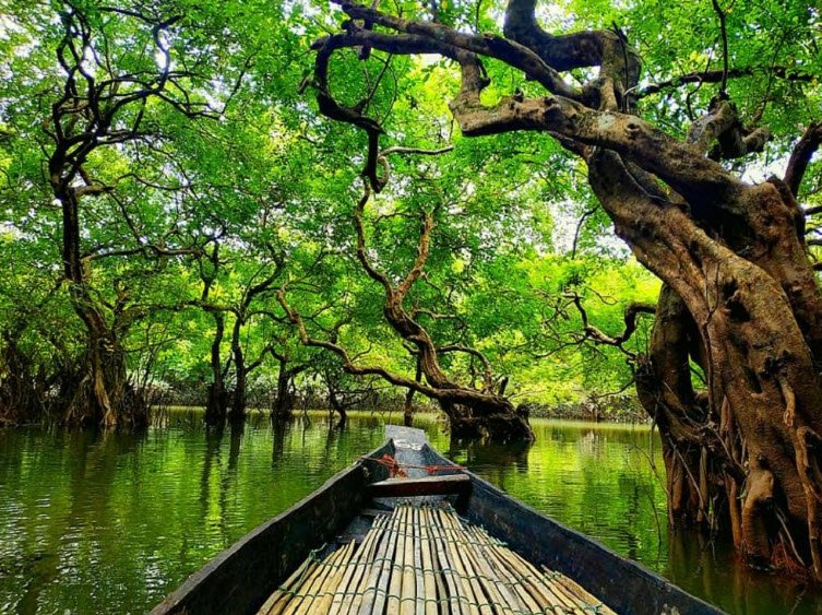 Ratargul Swamp Forest, Gowainghat, Sylhet Division, Bangladesh